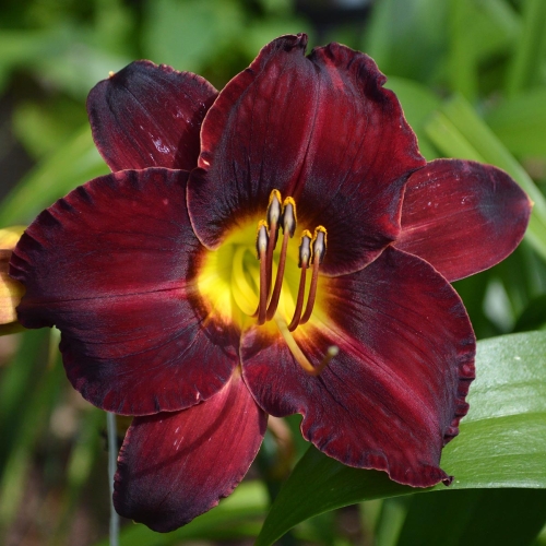 Daylily-In-The-Shadows-1200x-DSC 0002