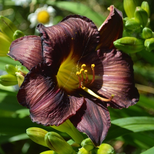 Daylily-In-The-Shadows-1200x-DSC 0059