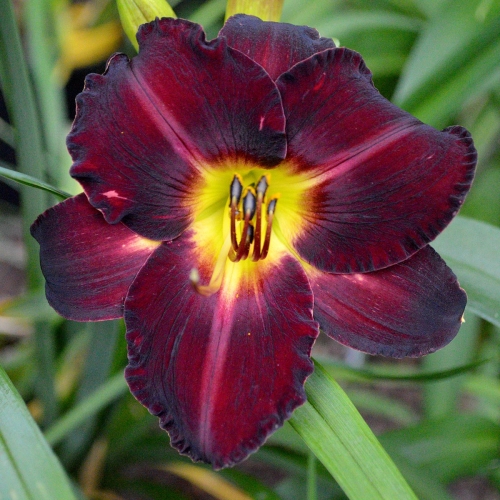 Daylily-In-The-Shadows-1200x-DSC 0085