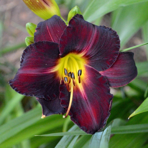Daylily-In-The-Shadows-1200x-DSC 0087