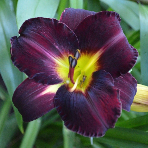 Daylily (Hemerocallis) In The Shadows
