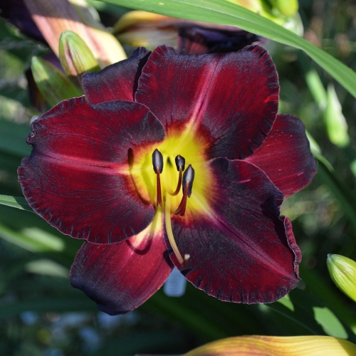 Daylily-In-The-Shadows-1200x-DSC 0144