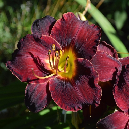 Daylily-In-The-Shadows-1200x-DSC 0216