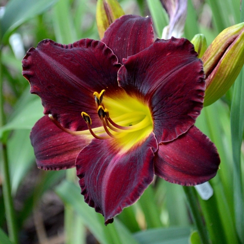Daylily-In-The-Shadows-1200x-DSC 0421