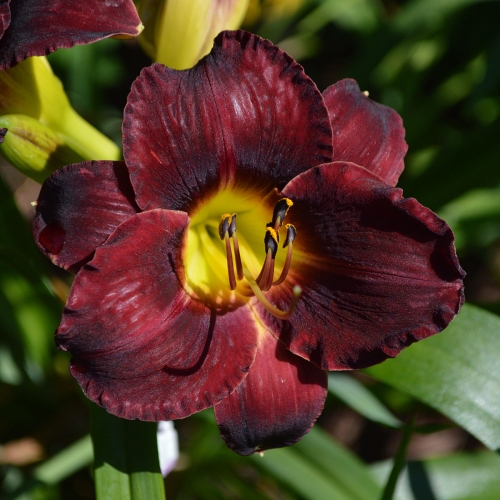 Daylily-In-The-Shadows-1200x-DSC 0480