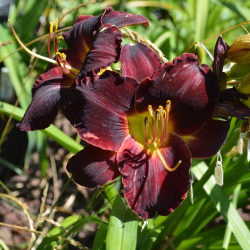 Daylily-In-The-Shadows-1200x-DSC 0501
