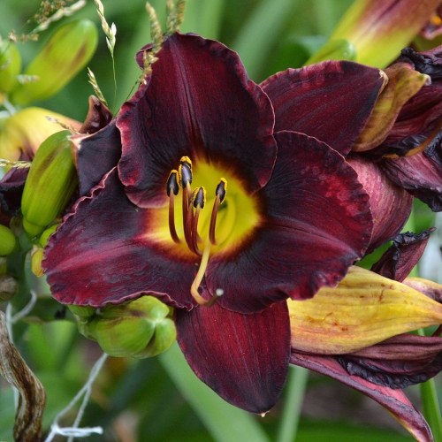 Daylily-In-The-Shadows-1200x-DSC 0548