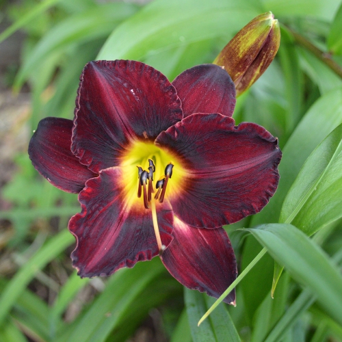 Daylily-In-The-Shadows-1200x-DSC 0549