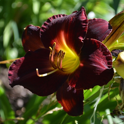 Daylily-In-The-Shadows-1200x-DSC 0741