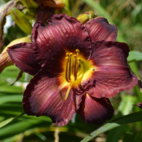 Daylily-In-The-Shadows-1200x-DSC 0897