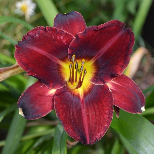 Daylily-In-The-Shadows-1200x-DSC 0998