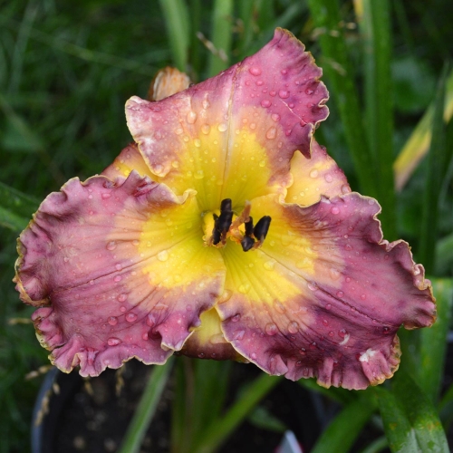 Daylily (Hemerocallis) Inca Puzzle