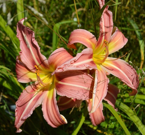 Daylily-Incessant-1200x-DSC 0143