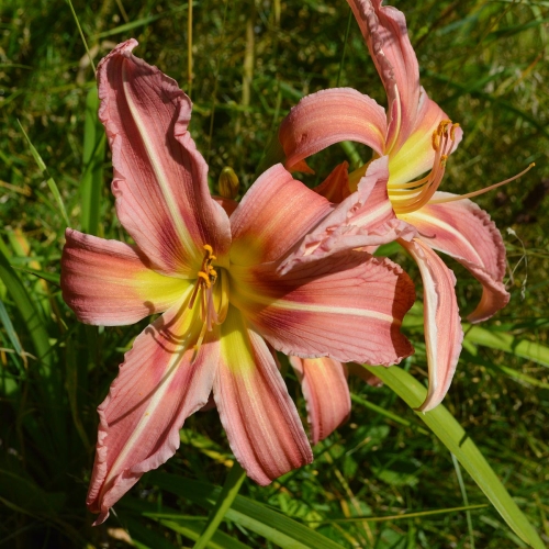 Daylily-Incessant-1200x-DSC 0147