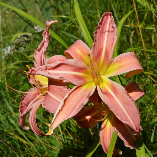 Daylily-Incessant-1200x-DSC 0148