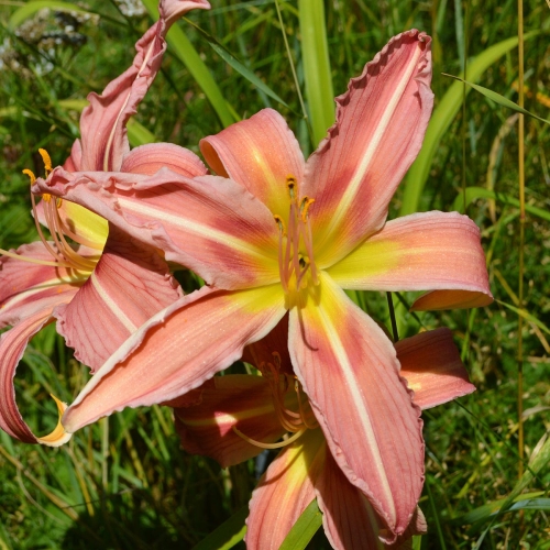 Daylily (Hemerocallis) Incessant