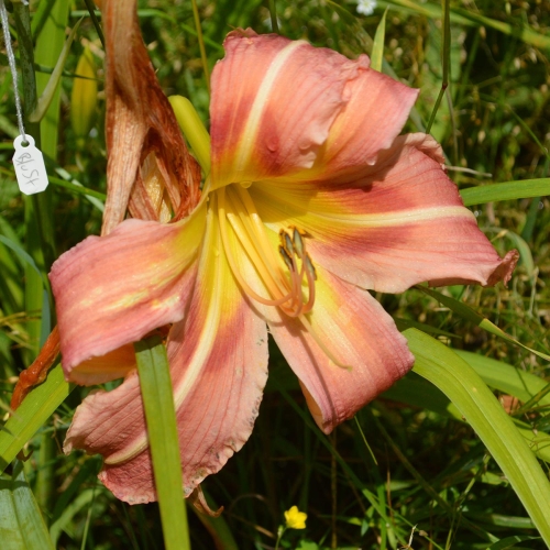 Daylily-Incessant-1200x-DSC 0574