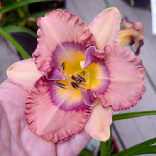 Daylily-Jewel-Eyed-Julie-1200x-DSC 0273