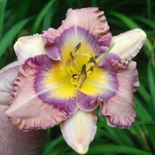 Daylily-Jewel-Eyed-Julie-1200x-DSC 0280