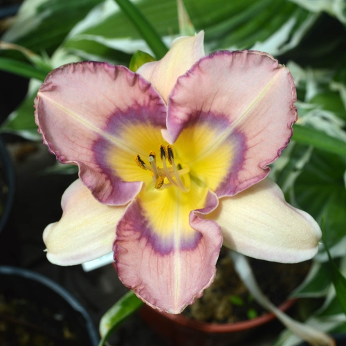 Daylily-Jewel-Eyed-Julie-1200x-DSC 0999