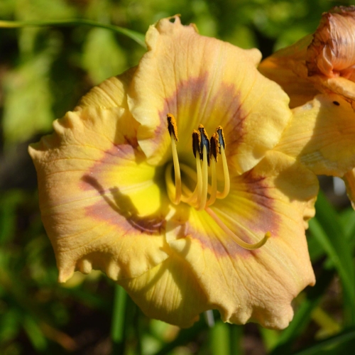 Daylily-Joy-To-You-And-Me-1200x-DSC 0138