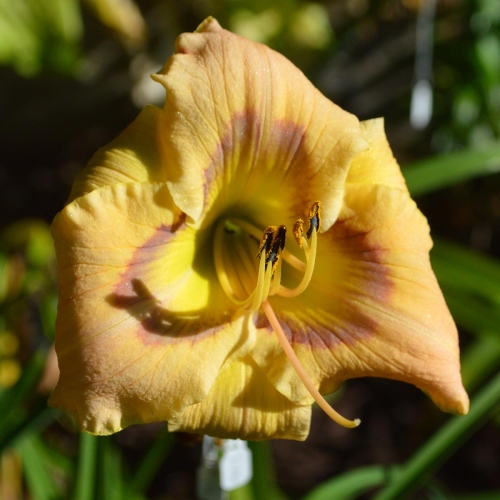 Daylily-Joy-To-You-And-Me-1200x-DSC 0215