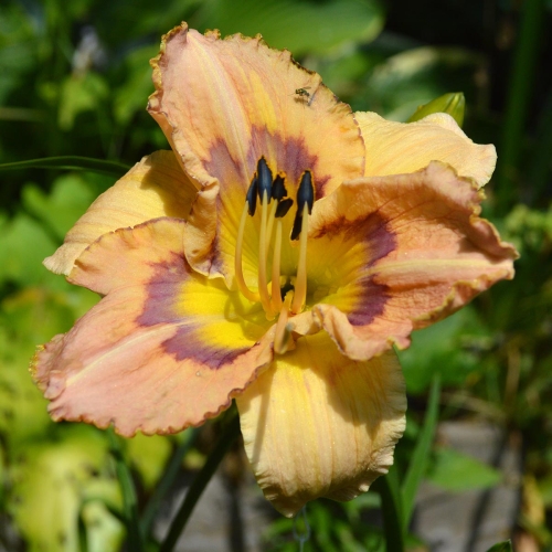 Daylily-Joy-To-You-And-Me-1200x-DSC 0537