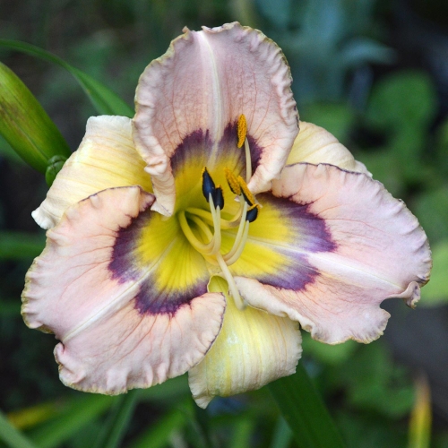 Daylily-Joy-To-You-And-Me-1200x-DSC 0813