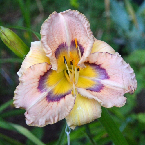 Daylily-Joy-To-You-And-Me-1200x-DSC 0947