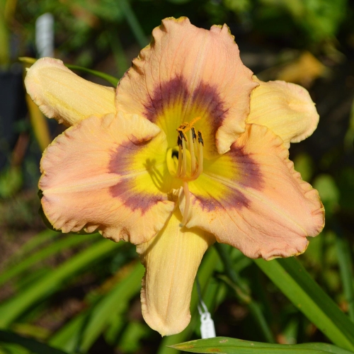 Daylily-Joy-To-You-And-Me-1200x-DSC 1040