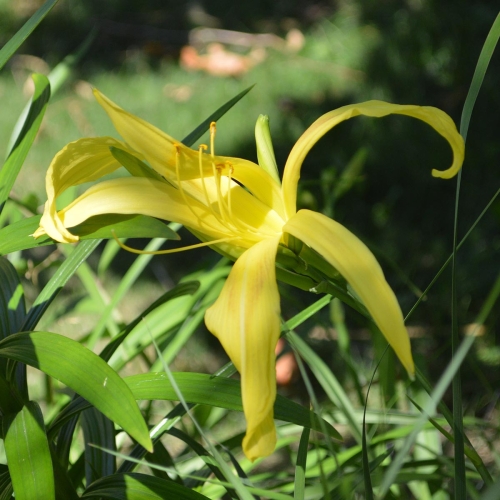Daylily-Kindly-Light-1200x-DSC 0163