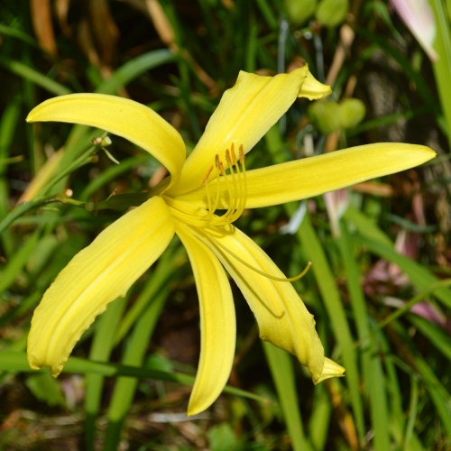 Daylily (Hemerocallis) Kindly Light