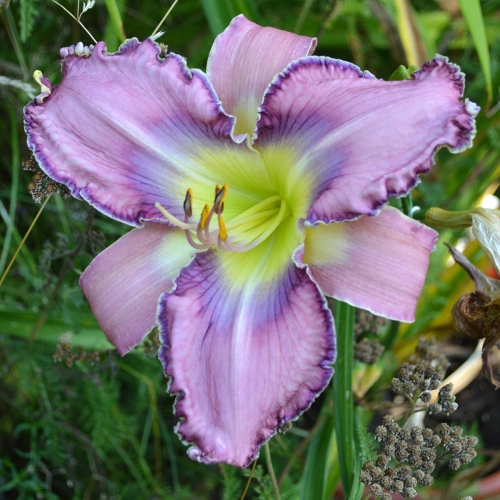Daylily (Hemerocallis) Kingdom Bound