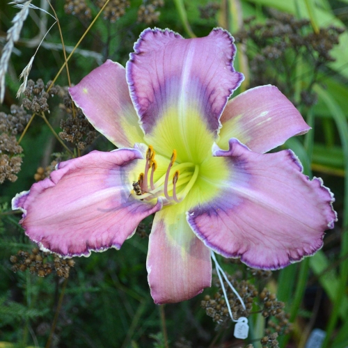 Daylily-Kingdom-Bound-1200x-DSC 0056