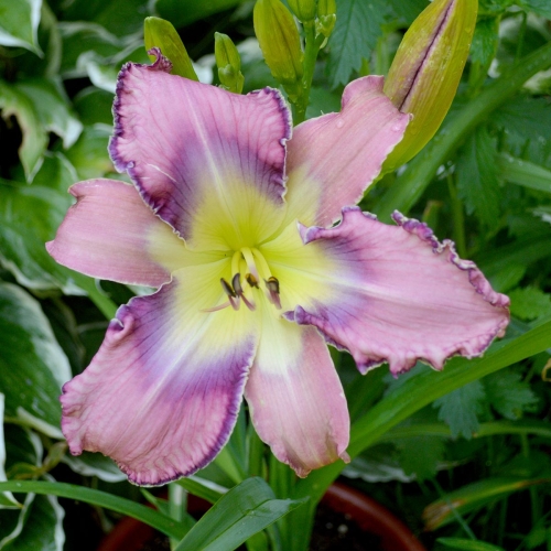 Daylily-Kingdom-Bound-1200x-DSC 0080