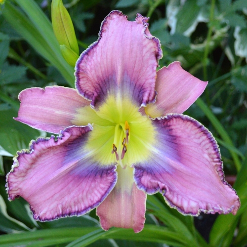Daylily-Kingdom-Bound-1200x-DSC 0190