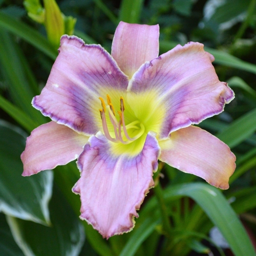 Daylily-Kingdom-Bound-1200x-DSC 0208