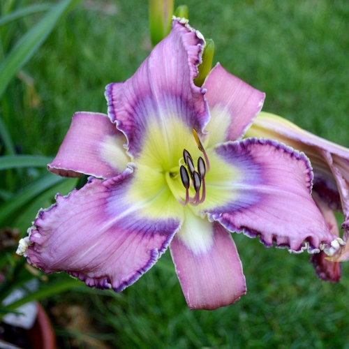 Daylily-Kingdom-Bound-1200x-DSC 0240