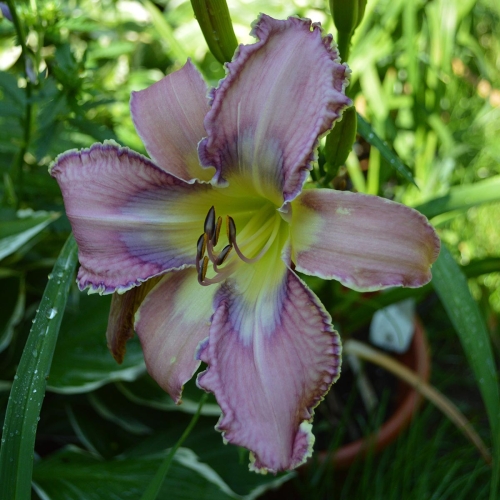 Daylily-Kingdom-Bound-1200x-DSC 0483