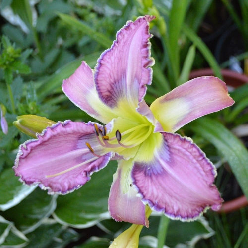 Daylily-Kingdom-Bound-1200x-DSC 0661