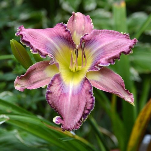 Daylily-Kingdom-Bound-1200x-DSC 0707