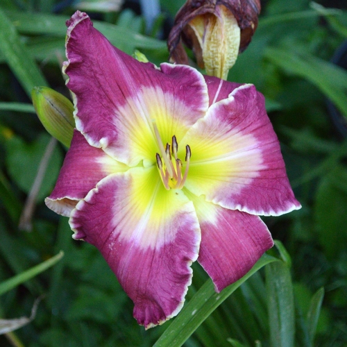 Daylily-Kingdom-Without-End-1200x-DSC 0131