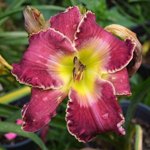Daylily (Hemerocallis) Kingdom Without End