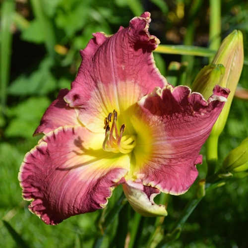 Daylily-Kingdom-Without-End-1200x-DSC 0912