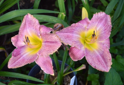 Daylily-Kinloch-1200h-DSC 0260