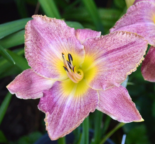Daylily-Kinloch-1200h-DSC 0262