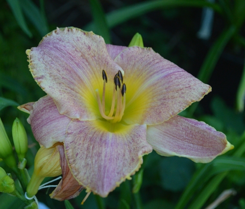 Daylily-Kinloch-1200h-DSC 0352