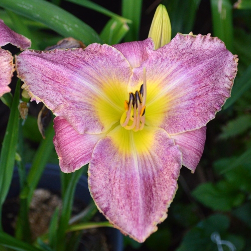 Daylily-Kinloch-1200x-DSC 0261