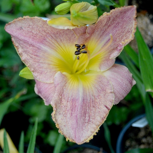 Daylily-Kinloch-1200x-DSC 0294