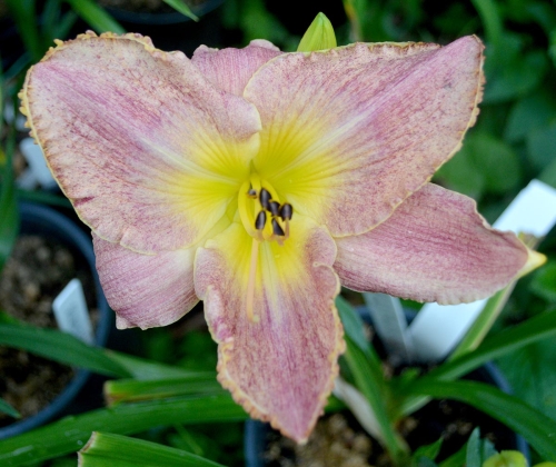 Daylily-Kinloch-1200x-DSC 0300